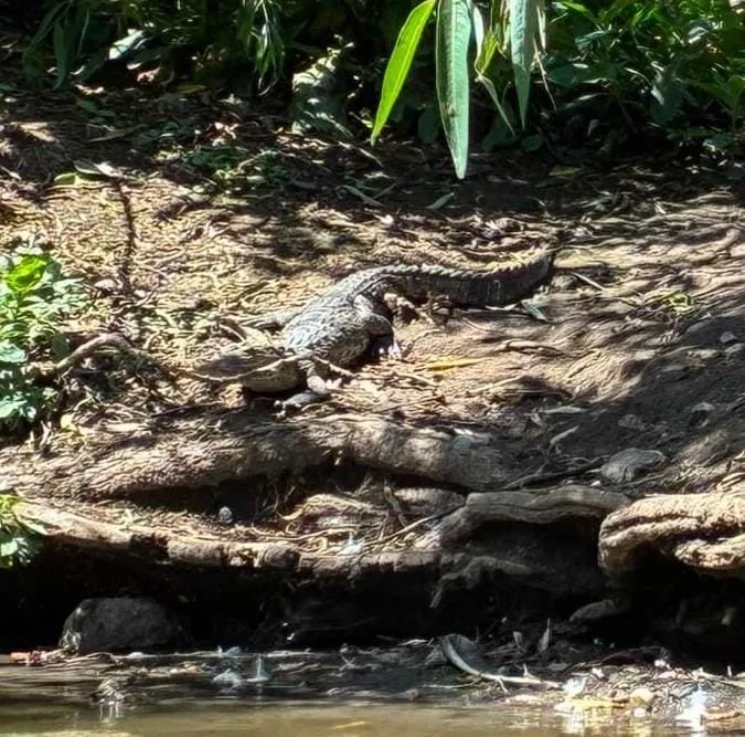 Capturan a cocodrilo en la Laguna de San Baltazar tras meses de búsqueda
