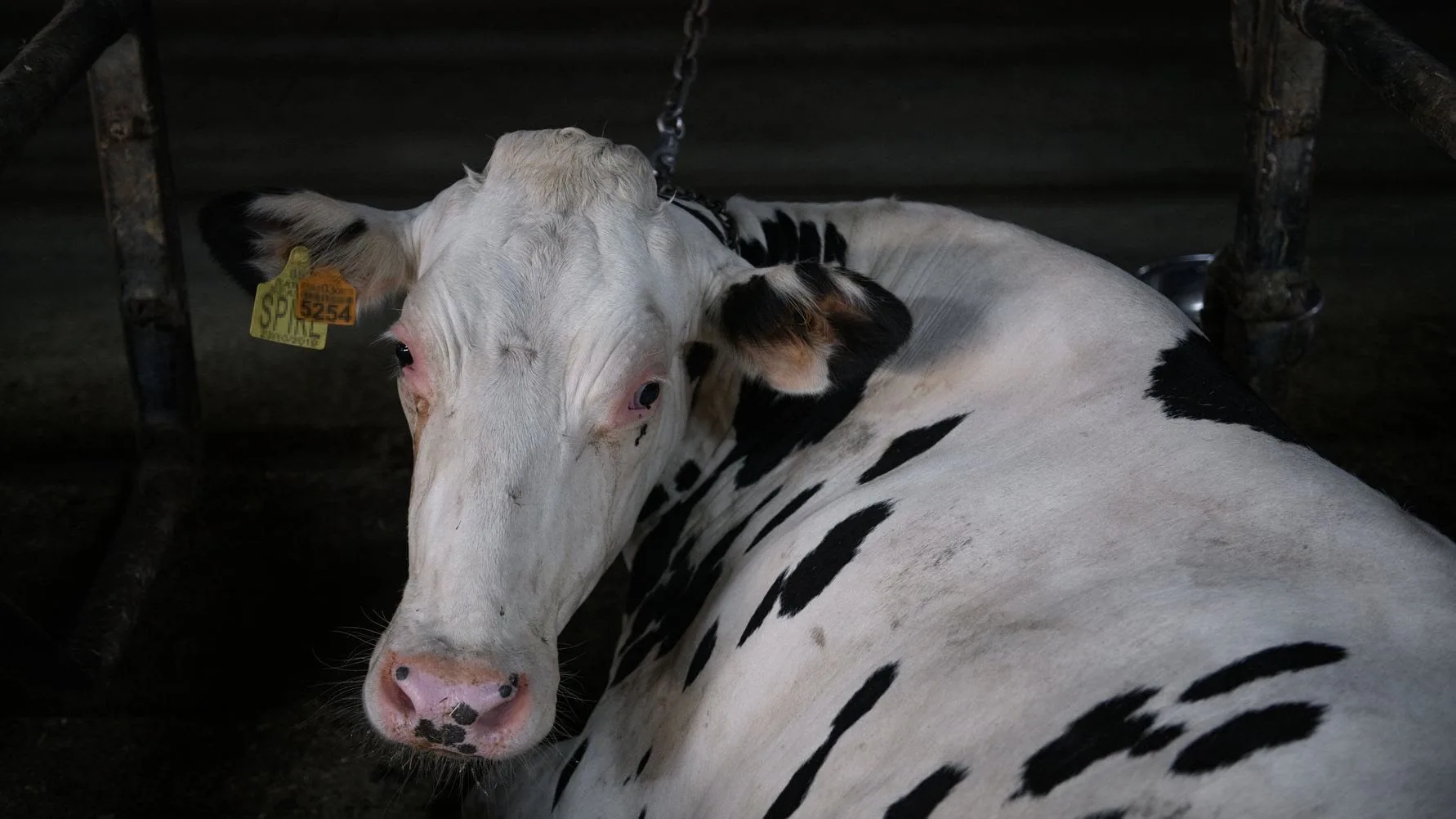 Senado aprueba Ley General de Bienestar Animal; minuta pasa a Diputados